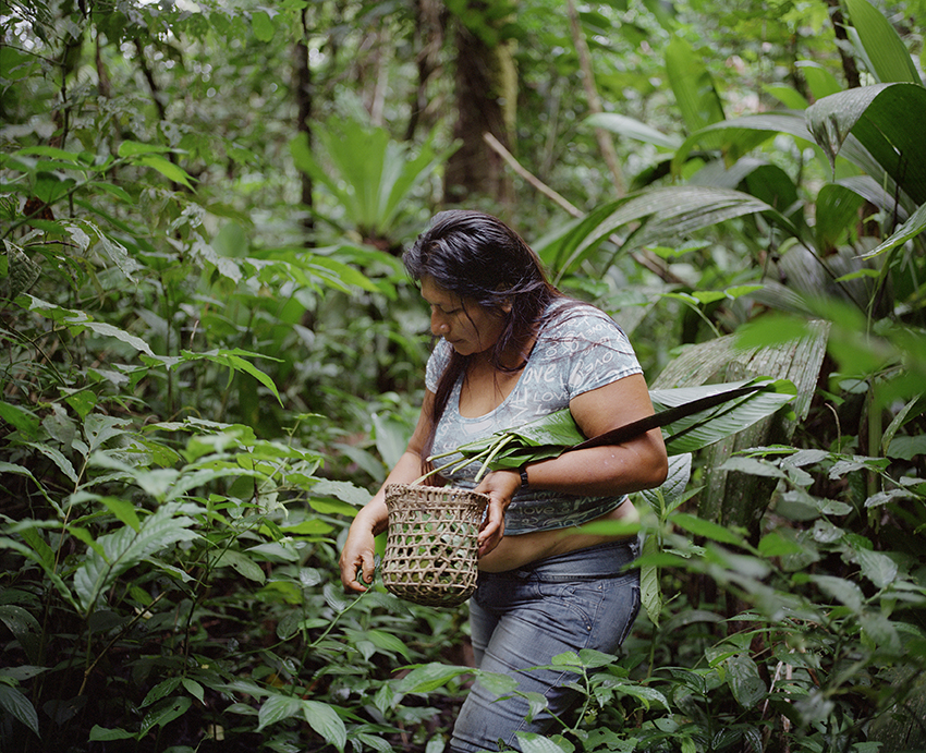 Emilia Najamtai Chabig cueillant des plantes comestibles, 2018