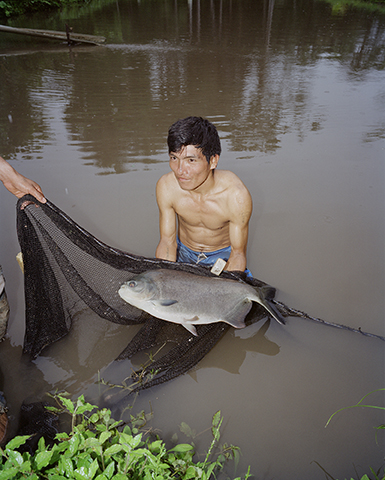 Rcolte de poissons dans les pissicultures Alberto Akintui Tii, Puerto Wais, 2019